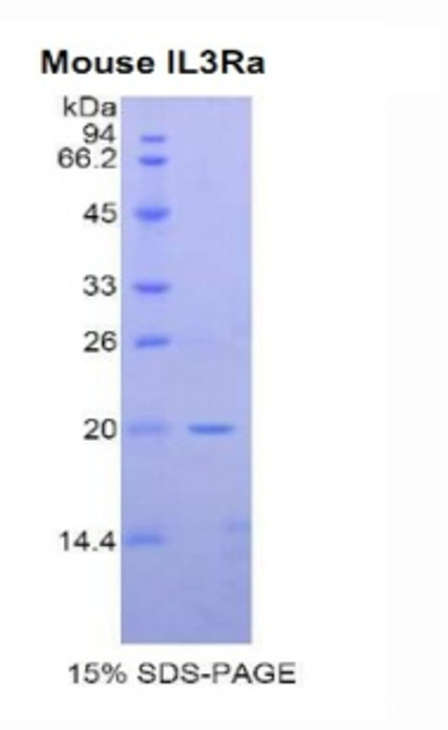 Mouse Recombinant Interleukin 3 Receptor Alpha (IL3Ra)