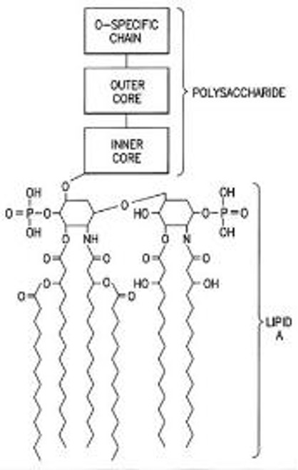 OVA Conjugated Lipopolysaccharides (LPS)