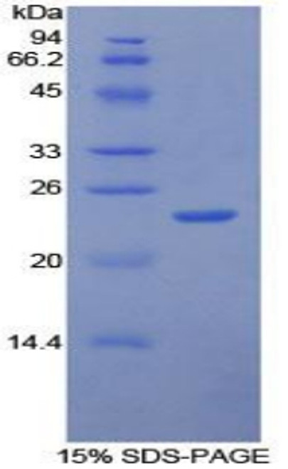 Human Recombinant Intercellular Adhesion Molecule 4 (ICAM4)