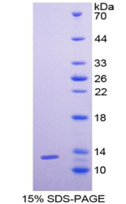 Human Recombinant Granulocyte Chemotactic Protein 2 (GCP2)