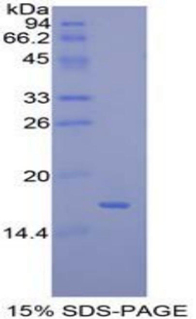 Mouse Recombinant Mucosae Associated Epithelia Chemokine (MEC)