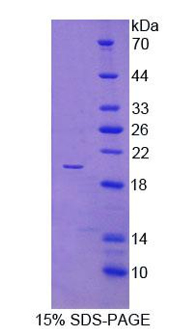 Mouse Recombinant Surfactant Associated Protein B (SPB)
