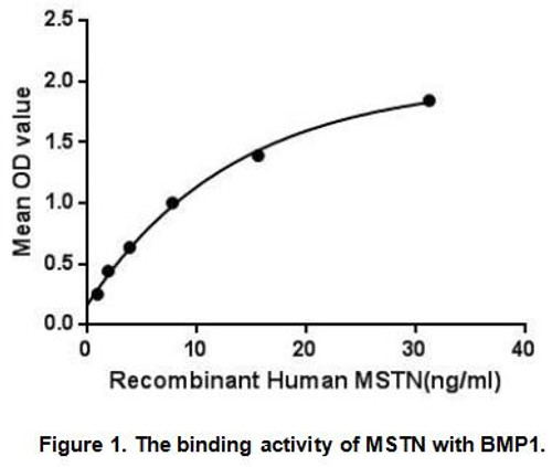 Human Active Myostatin (MSTN)