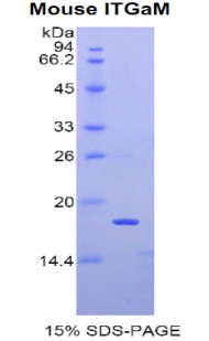 Mouse Recombinant Integrin Alpha M (ITGaM)