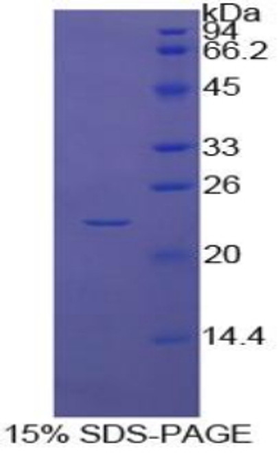 Cattle Recombinant Caspase 4 (CASP4)