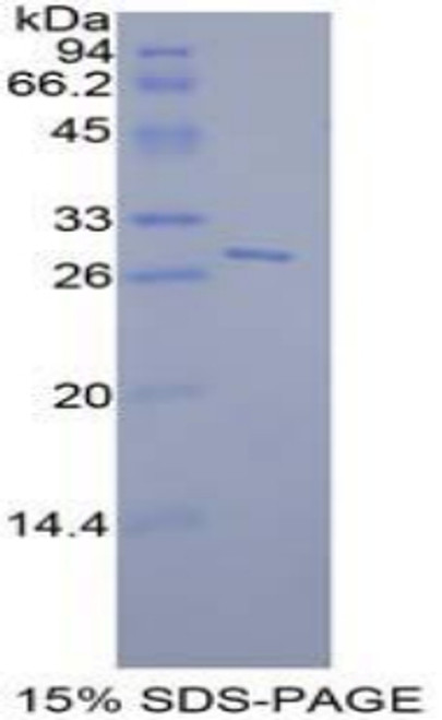 Mouse Recombinant Signal Transducer And Activator Of Transcription 6 (STAT6)