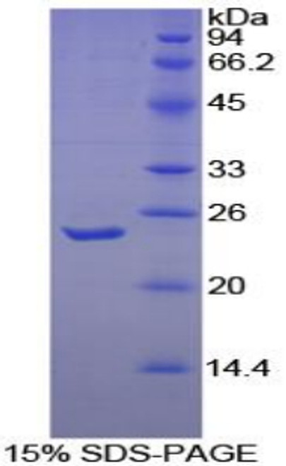 Dog Recombinant Tumor Necrosis Factor Ligand Superfamily, Member 13 (TNFSF13)