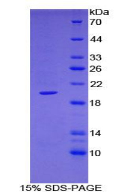 Simian Recombinant Tumor Necrosis Factor Ligand Superfamily, Member 13 (TNFSF13)