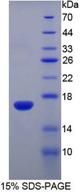 Mouse Recombinant Ribonuclease A3 (RNASE3)