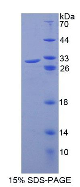 Human Recombinant Cell Division Cycle Protein 23 (CDC23)