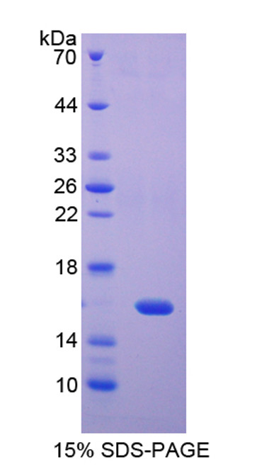 Rat Recombinant Regenerating Islet Derived Protein 4 (REG4)