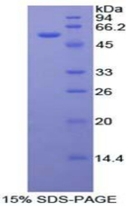 Mouse Recombinant Forkhead Box Protein P3 (FOXP3)