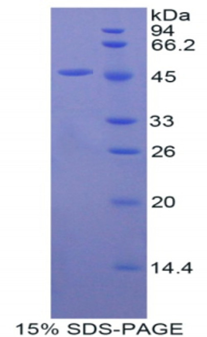 Mouse Recombinant Fibroblast Growth Factor 10 (FGF10)
