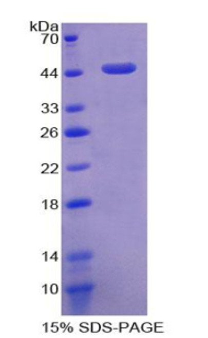 Mouse Recombinant Angiotensin I Converting Enzyme 2 (ACE2)