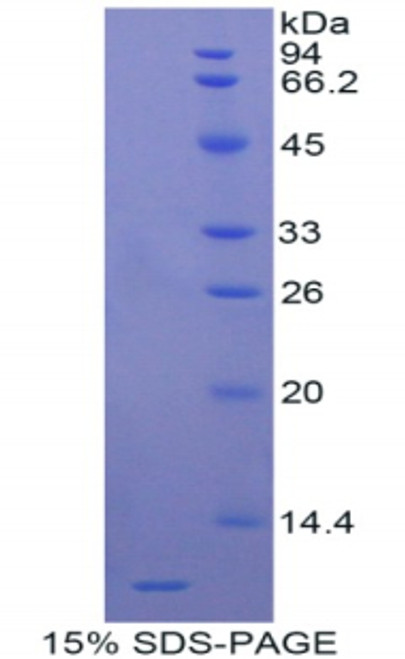 Rat Recombinant Apolipoprotein C3 (APOC3)