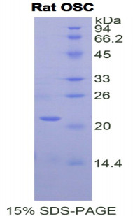 Rat Recombinant Oxidosqualene Cyclase (OSC)