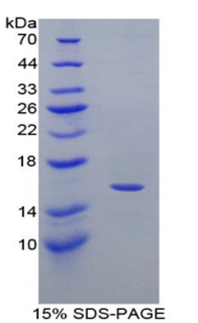 Mouse Recombinant Monokine Induced By Interferon Gamma (MIg)