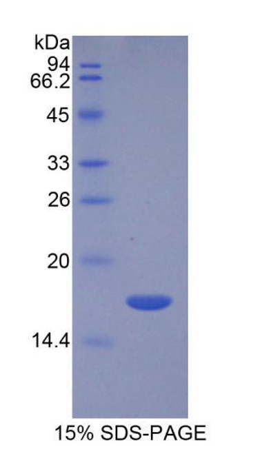 Human Recombinant Transforming Growth Factor Beta 3 (TGFb3)