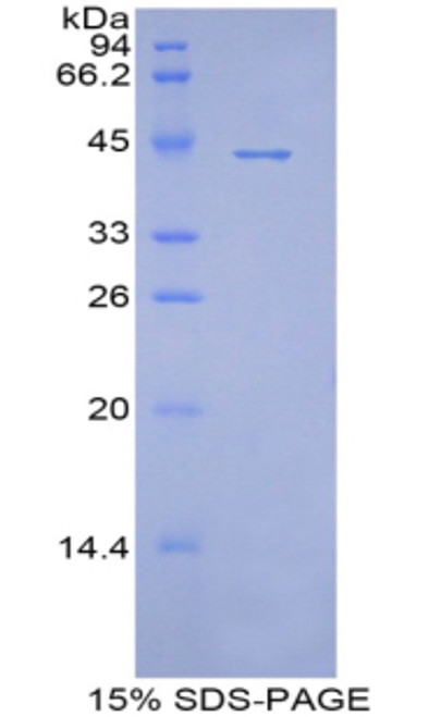 Pig Recombinant Apolipoprotein A4 (APOA4)