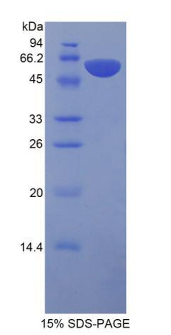 Rat Recombinant Protein S (PROS)