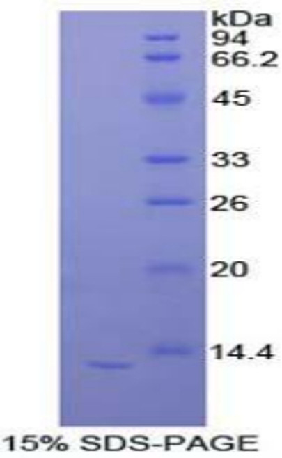 Rat Recombinant Interleukin 33 (IL33)