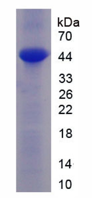 Rat Recombinant Microtubule Associated Protein Tau (MAPt)