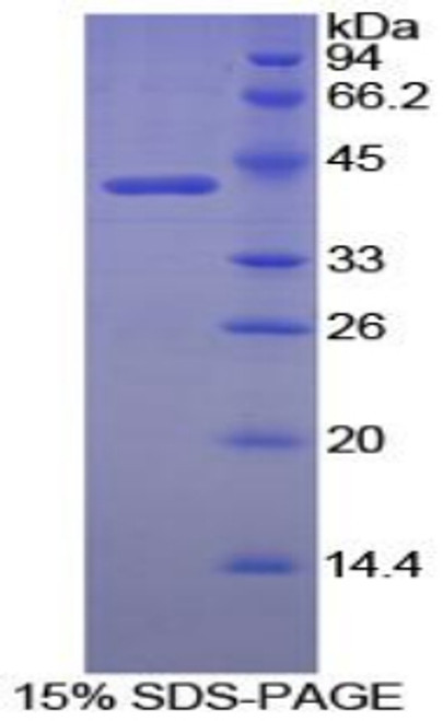 Dog Recombinant Creatine Kinase, Brain (CKB)