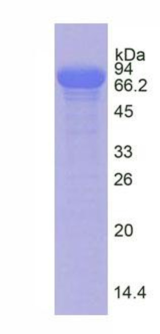 Pig Native Transferrin (TRF)