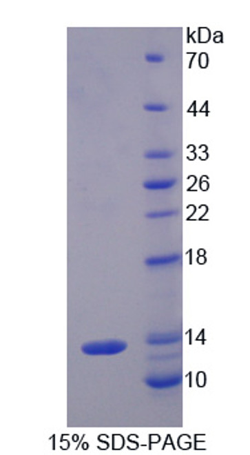 Cattle Recombinant Interferon Inducible T-Cell Alpha Chemoattractant (ITaC)