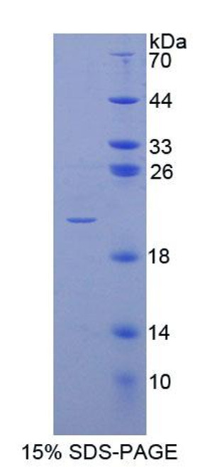 Human Recombinant Protein O-Fucosyltransferase 1 (POFUT1)