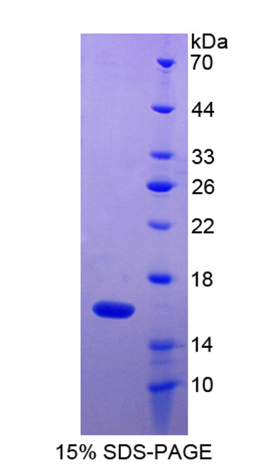 Mouse Recombinant Macrophage Inflammatory Protein 1 Gamma (MIP1g)