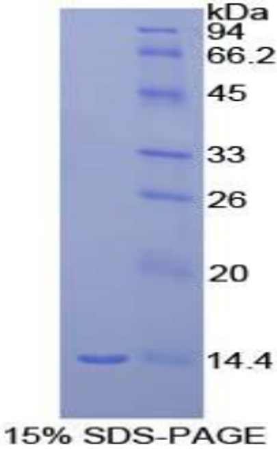 Rat Recombinant Macrophage Inflammatory Protein 1 Gamma (MIP1g)