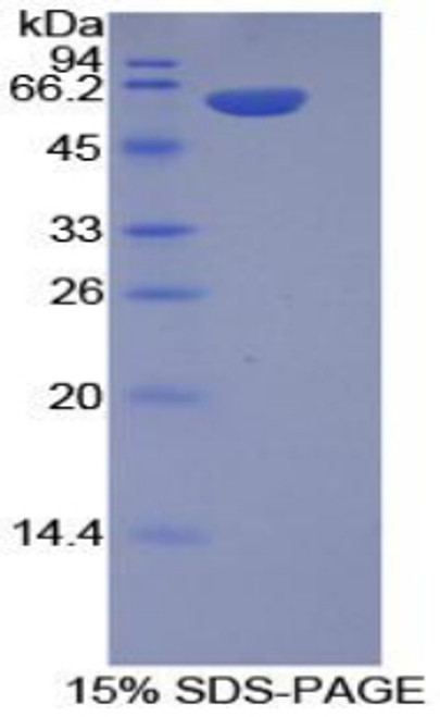 Mouse Recombinant Integrin Alpha 9 (ITGa9)