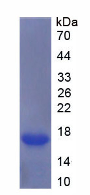 Mouse Recombinant Growth Differentiation Factor 7 (GDF7)