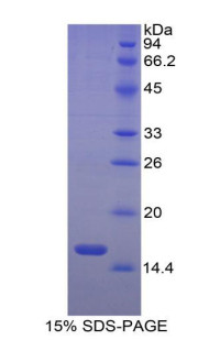 Cattle Recombinant Activin A Receptor Type II A (ACVR2A)