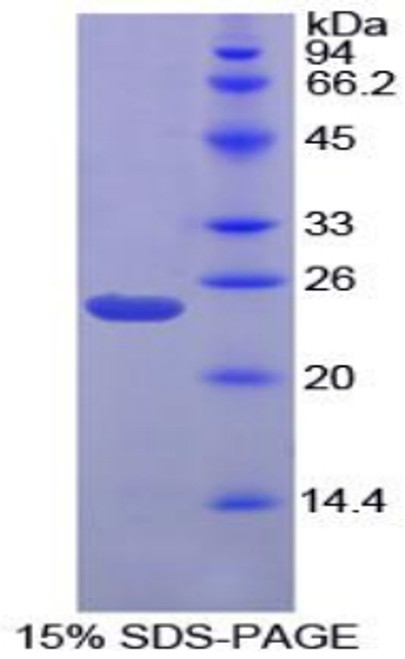 Chicken Recombinant Gremlin 1 (GREM1)