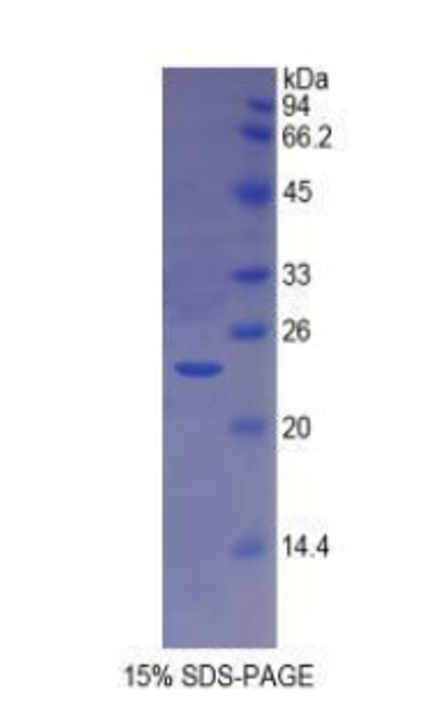 Dog Recombinant Major Histocompatibility Complex Class II DR Alpha (MHCDRa)