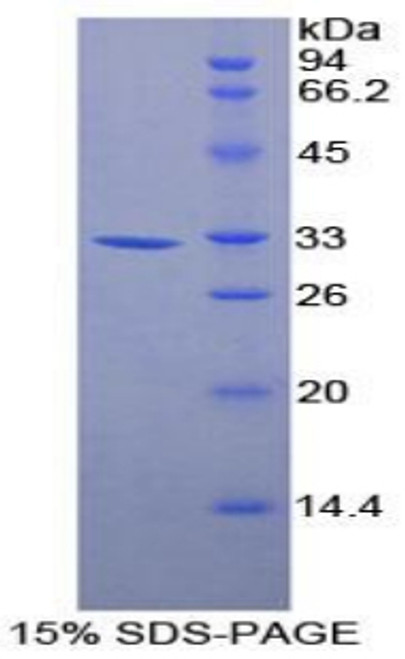 Mouse Recombinant Annexin A6 (ANXA6)