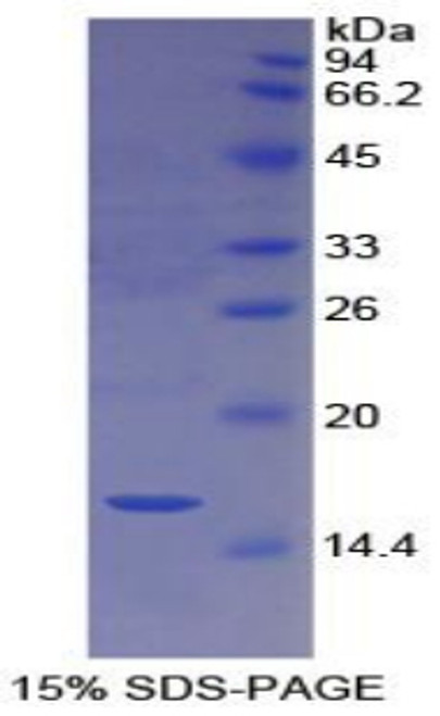 Mouse Recombinant Cubilin (CUBN)