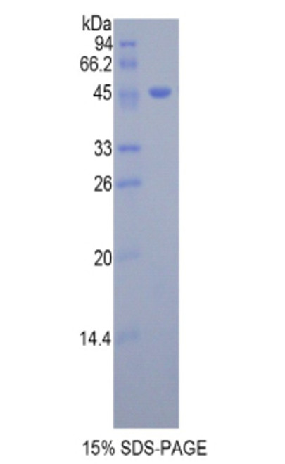 Mouse Recombinant Dermatopontin (DPT)