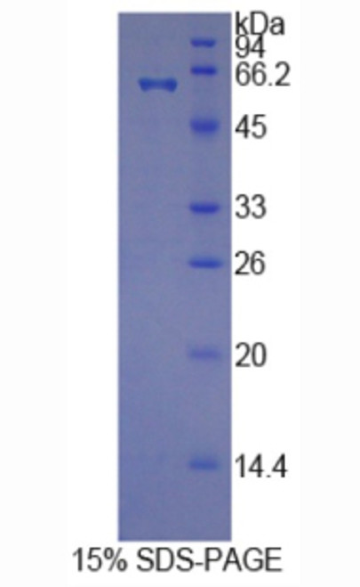 Human Recombinant Histidine Rich Glycoprotein (HRG)