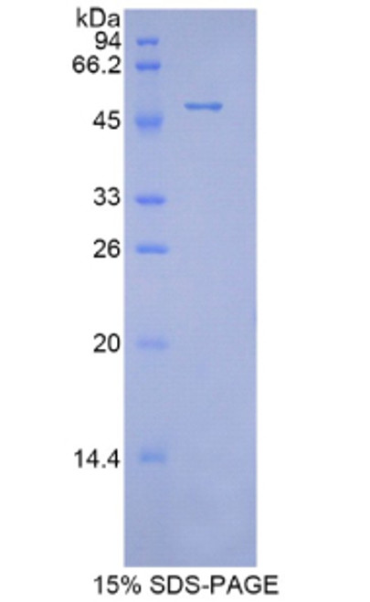 Mouse Recombinant Peroxiredoxin 1 (PRDX1)