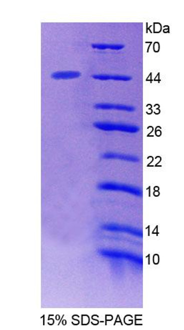 Mouse Recombinant Signal Transducing Adaptor Molecule 2 (STAM2)