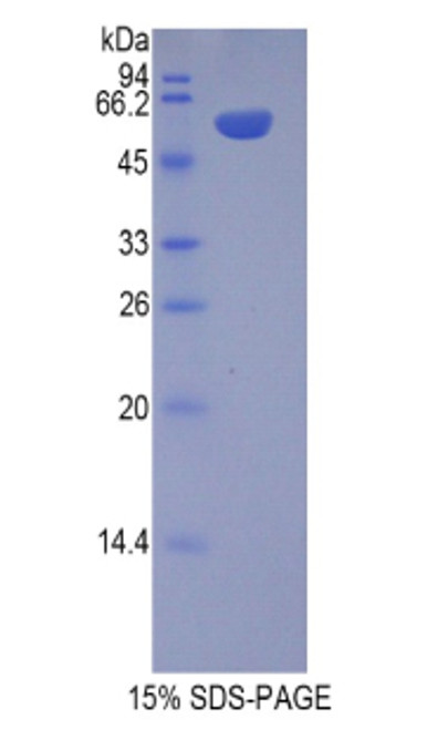 Pig Recombinant Chromogranin B (CHGB)