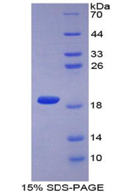 Mouse Recombinant Collagen Type II Alpha 1 (COL2a1)