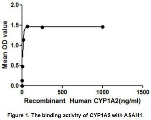 Human Active Cytochrome P450 1A2 (CYP1A2)