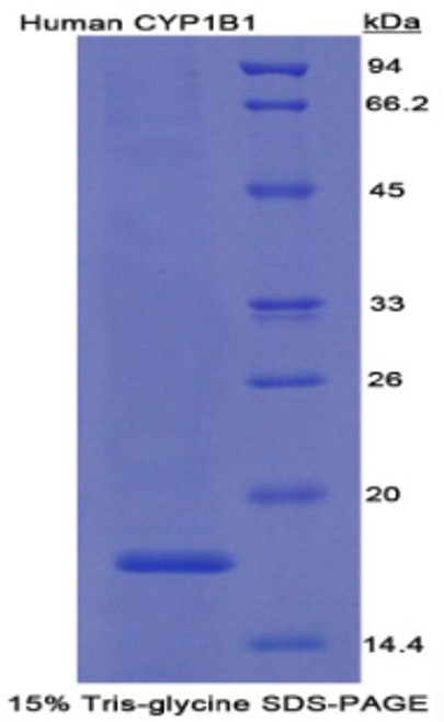 Human Recombinant Cytochrome P450 1B1 (CYP1B1)