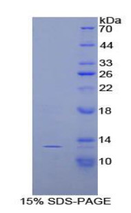 Rat Recombinant Slit Homolog 3 (Slit3)