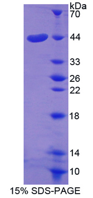 Human Recombinant Glia Derived Nexin (GDN)