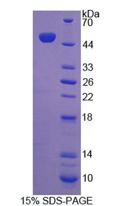 Human Recombinant ATP Binding Cassette Transporter A7 (ABCA7)